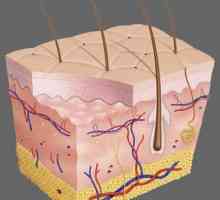Какви клетки покриват повърхността на кожата? Структура на кожата