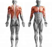 Какви мускули работят, когато дърпате бара - описание, набор от упражнения и рецензии