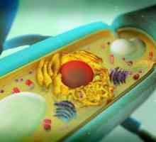 Какви органели липсват в гъбните клетки? Какво липсва в гъбите?