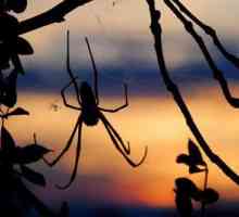 Какви са характеристиките на структурата и поведението на паяка-кръст. Характеристики на паяк-кръст