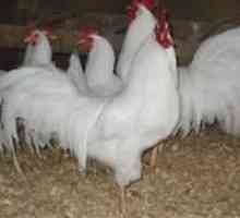 Какви породи кокошки носачки се отглеждат в Русия?
