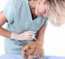 Какви ваксинации правят кученцата и на каква възраст?