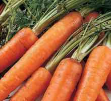 Какви витамини се откриват в морковите? Съдържание на витамини и минерали в морковите