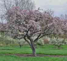 Какъв вид тор за ябълковото дърво през пролетта?