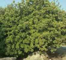 Какви са свойствата на рожкото дърво? Полезни свойства на плода на растението