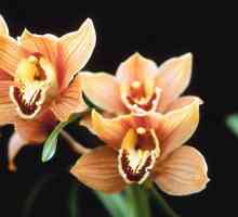Какъв вид тор е необходим за орхидеите