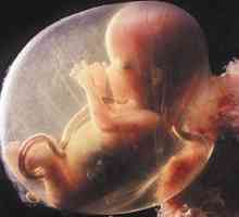 Какъв вид развитие се нарича postembryonic? Пост-ембрионален период