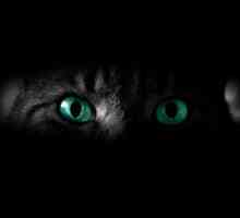 Каква е визията на котката - цвят или черно-бяло? Светът през очите на котка