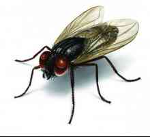 Какъв аромат се страхува от мухи: полезни съвети