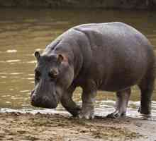 Каква е максималната тежест на хипопотам в килограми?