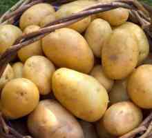 Какъв вид плод има картофите? Плодове от солариум