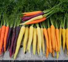 Какъв витамин се намира в морковите в големи количества?