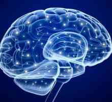 Какъв е обемът на човешкия мозък? Как размерът на мозъка засяга интелекта