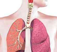 Каква е значимостта на дихателната система? Техните характеристики и функции