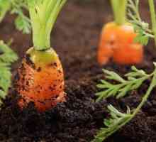 Какъв вид почви има моркови? Почва за моркови и цвекло, лук и копър
