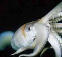Squid Humboldt - тайнственият гигант на морските дълбини