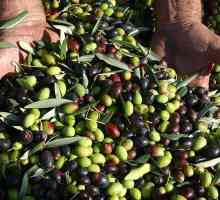 Калорично съдържание на маслини и маслини