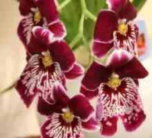 Cumbria - орхидея за онези, които са болни от phalaenopsis