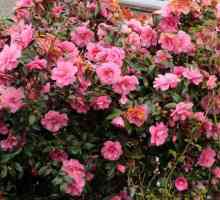 Камелия градина - засаждане и грижи. Camellia: засаждане, размножаване, грижи, класове и снимки