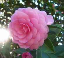Camellia: грижа за дома, поливане, торене