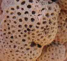 Stone Coral: свойства, история и приложение