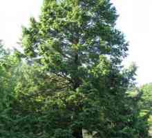Канадският бор е вечнозелено иглолистно дърво с плоски игли. Цуга Канадски