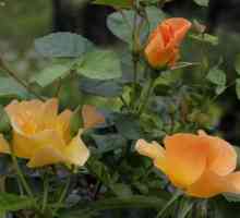 Канадски рози: описание и характеристики на сортовете, засаждане и грижи