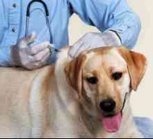 Карантина след ваксинация срещу бяс при кучета. График на ваксинациите