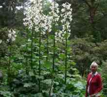 Кардиокрин (гигантски лилии) - необичайно растение за вашата градина