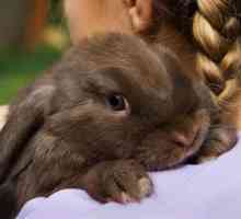 Джудже заек: снимки, грижи и съдържание у дома, отзиви. Размери, видове джудже зайци. Колко живеят…