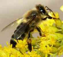 Карпатски пчели: рецензии, снимка, характеристики