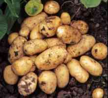 Гранадови картофи: описание на сорта, култивиране