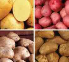 Семена от картофи: сортове (характеристики и описание)
