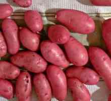 Картофи "алени": описание на сорта, ревюта на градинари