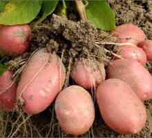Картофи, разнообразие от Белароза. Описание и описание