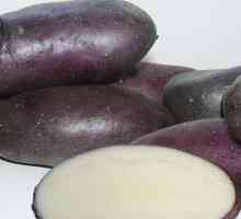 Посадъчен материал от картофи: Описание на сорта
