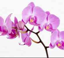 Кашпо за орхидеи, условия за поддържане на растенията