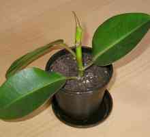 Rubber Ficus: възпроизвеждане и грижи