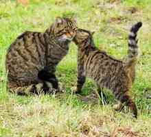 Кавказка горска котка: кратко описание
