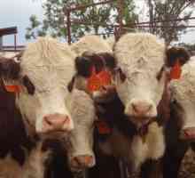 Казахстанска порода крави с бяла глава: характеристики, характеристики и рецензии