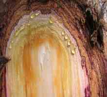 Кедрово дърво: ефективна лечебна смола