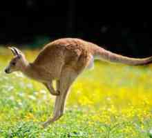 Какъв тип кенгуру? Как да дефинираме рода на неизменните съществителни имена, които наричат…
