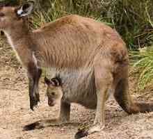 Кенгуру, коала и wombat са невероятни маршопи на Австралия
