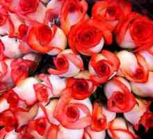 Кенийска роза: описание, разнообразие, снимка