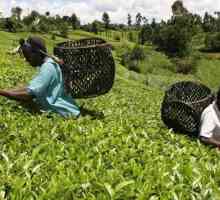 Кенийски чай: история и характеристики на напитката