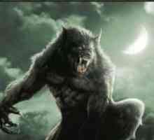 Кино за вълците: по-често не за хищници, а за волфулс