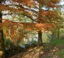 Cypress marsh: описание, засаждане и грижи