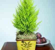 Cypress home: как да се грижи за иглолистното растение?