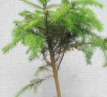 Cypress - едно иглолистно дърво, което може да расте в дома