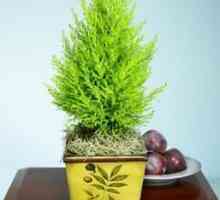 Cypress: грижа за растението у дома